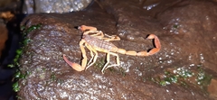 Tityus grottoedensis