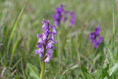 Anacamptis morio morio