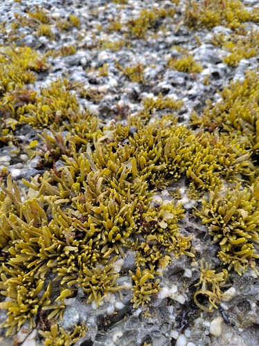 Knotted Wrack