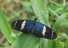 Heliconius sara fulgidus