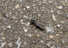 Phosphaenus hemipterus