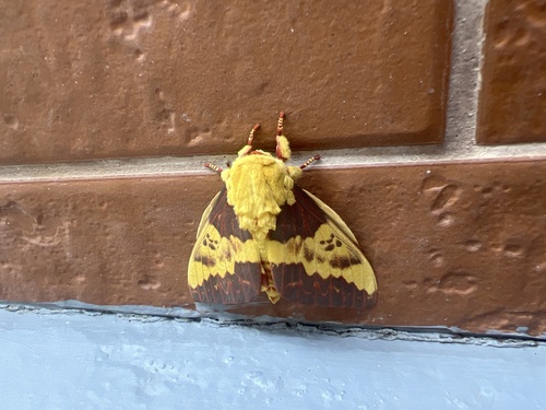 Citheronia laocoon