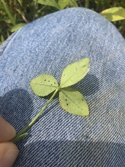 Trifolium reflexum