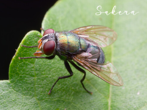 Hemipyrellia ligurriens