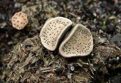 Poronia erici