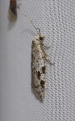 Acleris cornana