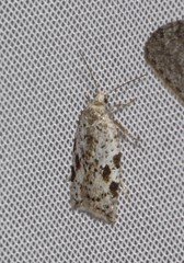 Acleris cornana