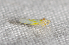 Zyginama tripunctata