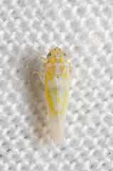 Zyginama tripunctata