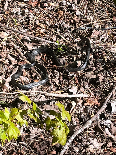 North American Racer