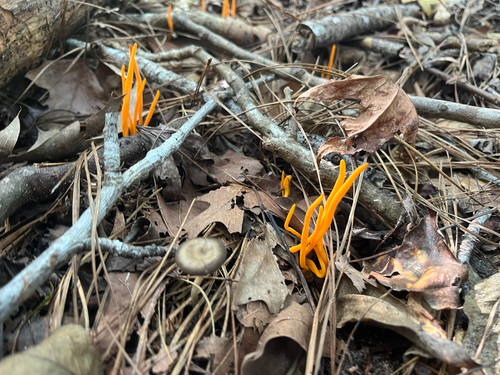 Golden Spindles