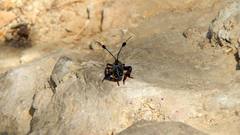 Pachylis acutangulus