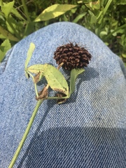 Trifolium reflexum