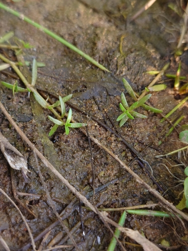 New Zealand pygmyweed