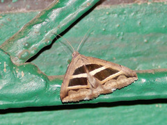 Grammodes bifasciata