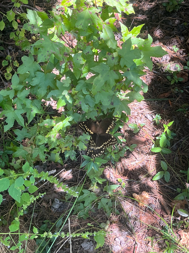 Palamedes Swallowtail