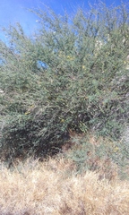 Parkinsonia praecox
