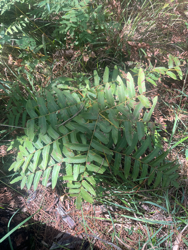 American Royal Fern