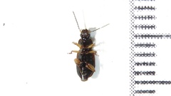 Stenolophus plebejus