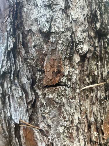 Bassaniana floridana