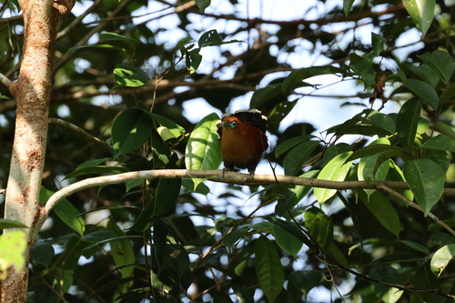 Raffles's Malkoha