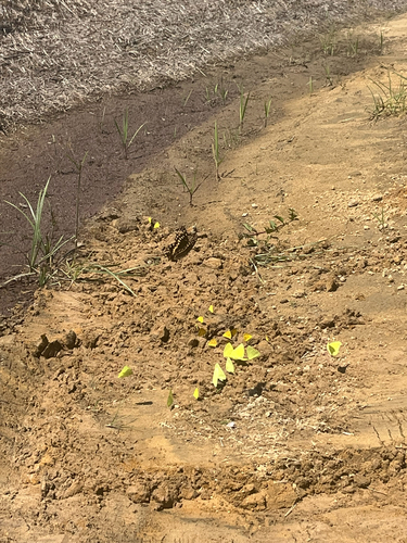 Cloudless Sulphur