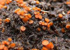 Cheilymenia raripila
