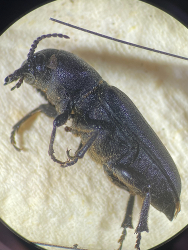 Black Longicorn Beetle, Otterlo, Gelderland, NL, photo 10 of 10