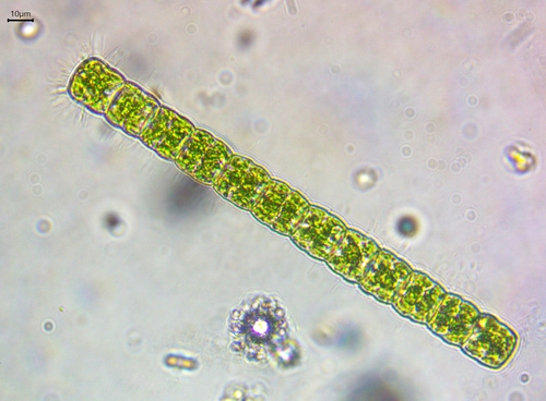 Hyalotheca dissiliens var. tatrica