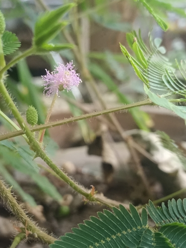 Sensitive Plant