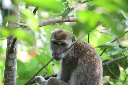 Long-tailed Macaque