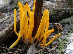 Clavulinopsis amoena