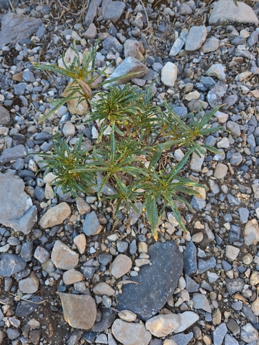 narrow-leaved yerba santa