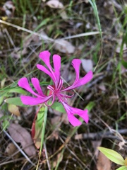 Clarkia concinna concinna