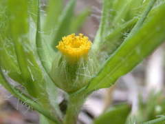 Triptilodiscus pygmaeus