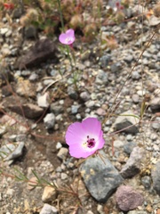 Clarkia gracilis albicaulis