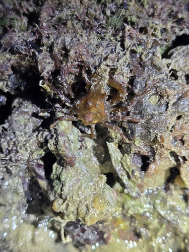 Menaethius monoceros observed 2026-09-30