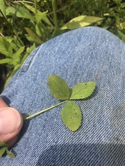Trifolium reflexum