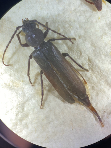 Rust Pine Borer, Otterlo, Gelderland, NL, photo 8 of 10