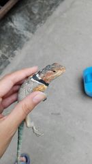 Sceloporus cyanogenys
