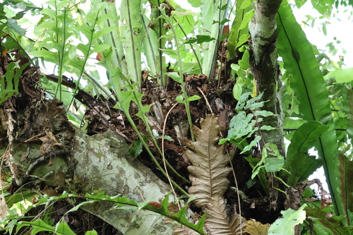 Drynaria quercifolia observed 2026-09-30