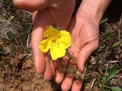 Oenothera heterophylla