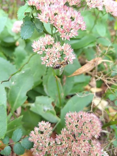 Western Honey Bee