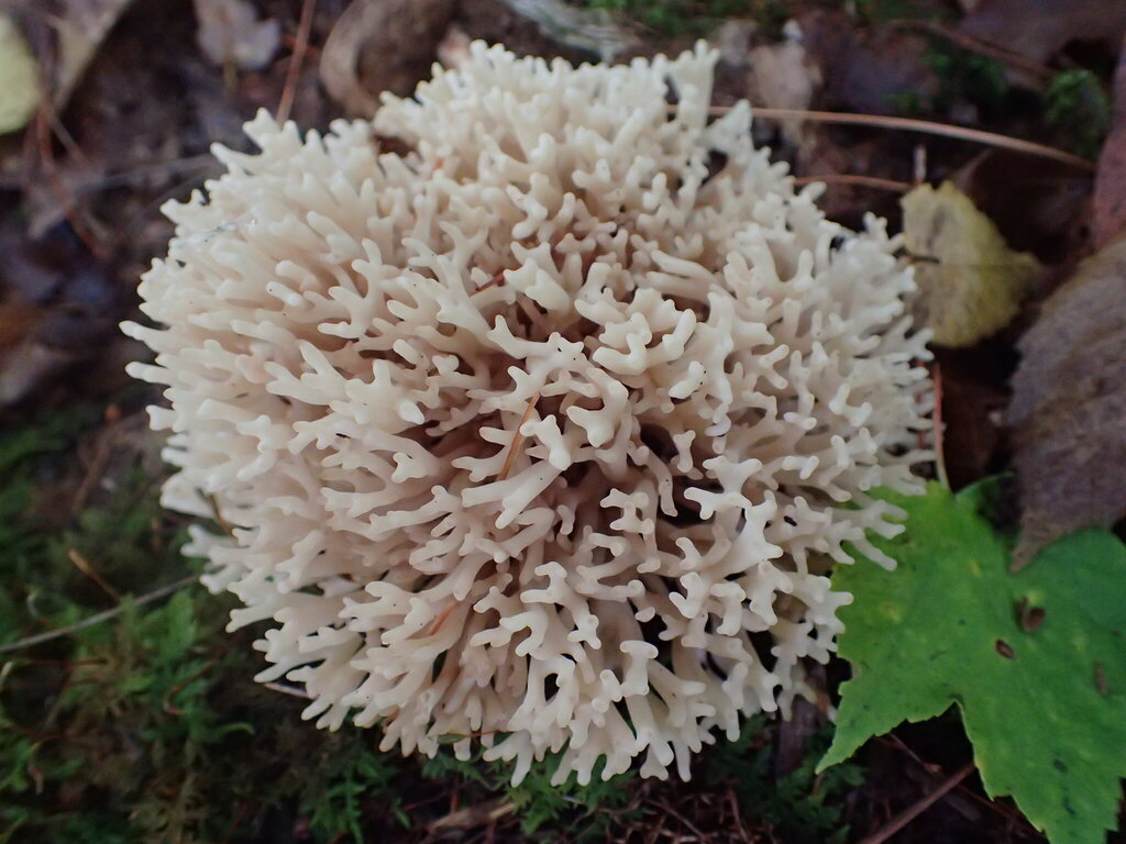 white coral fungus · September 2026 · photo: Photo: no rights reserved · iNaturalist