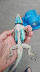 Sceloporus cyanogenys