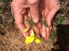 Oenothera heterophylla