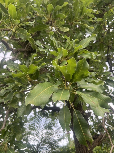 Shea Tree