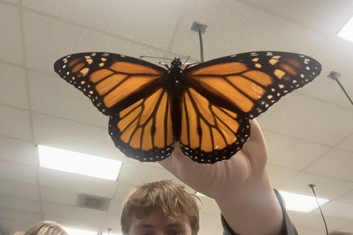 Monarch