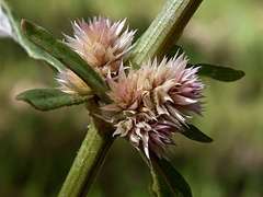 Alternanthera denticulata