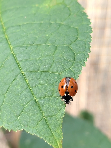 Seven-spotted Lady Beetle